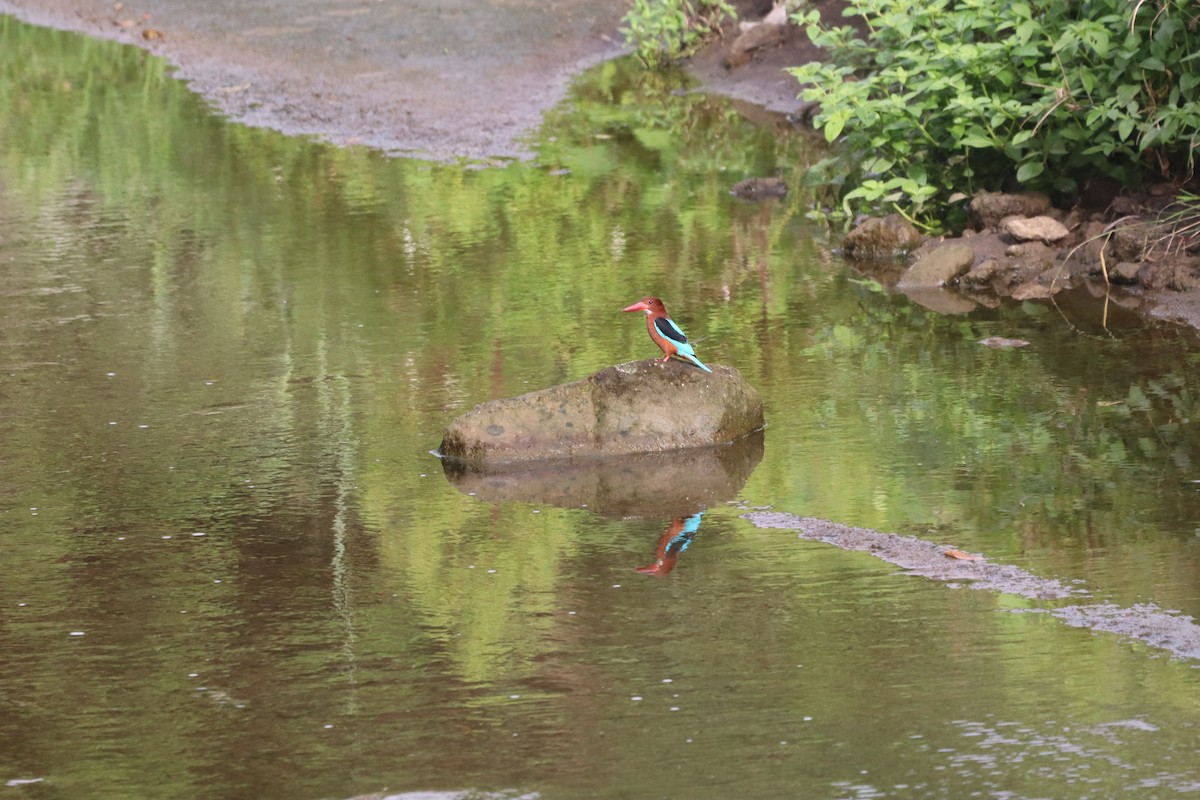Brown-breasted Kingfisher - ML646088600