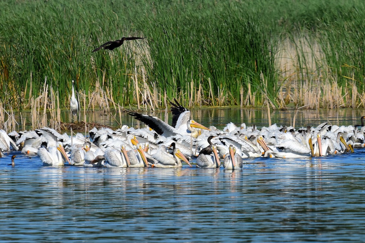 American White Pelican - ML64608861