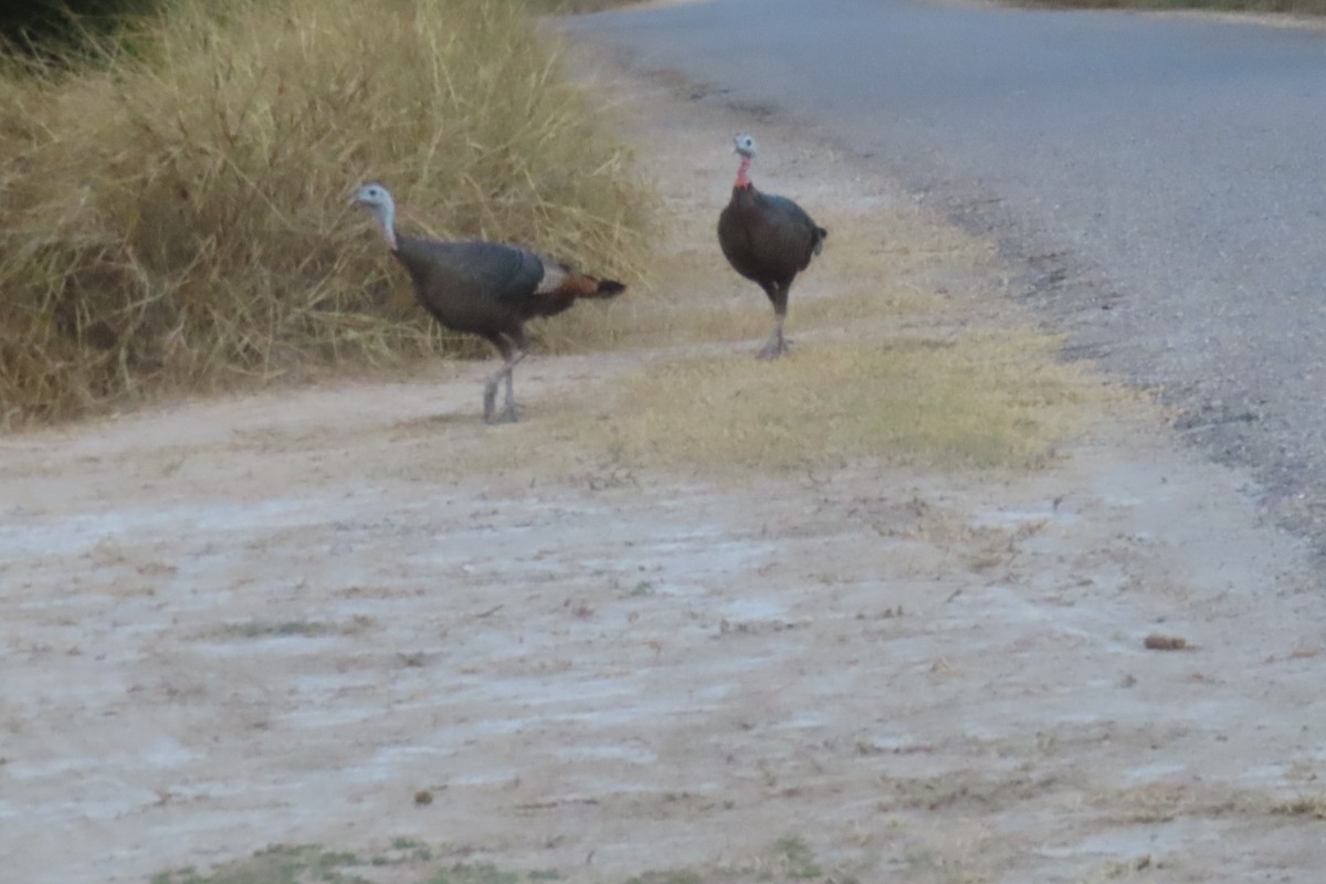 Wild Turkey - ML646088614