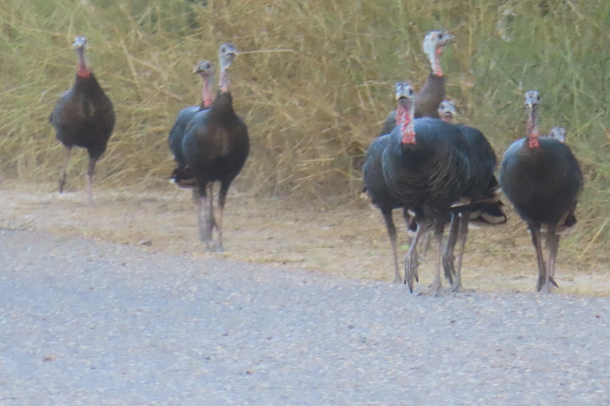 Wild Turkey - ML646088615