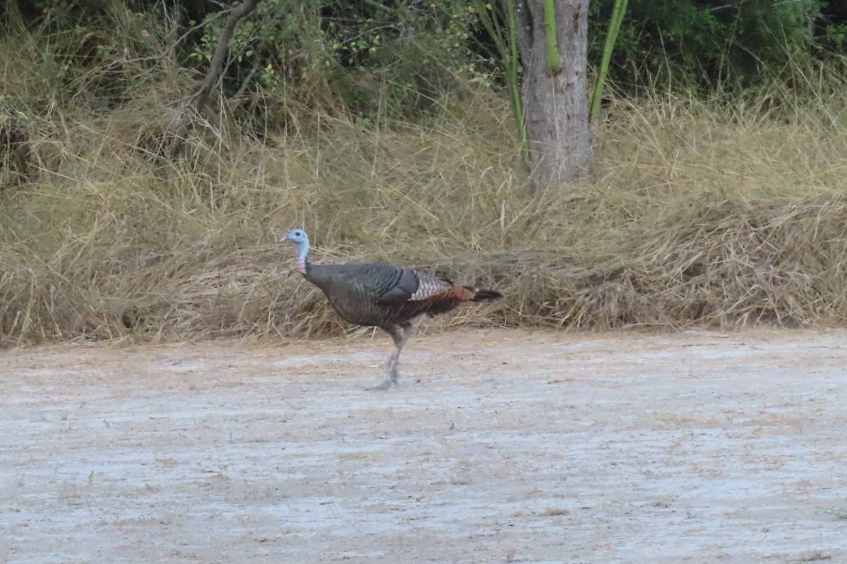 Wild Turkey - ML646088616