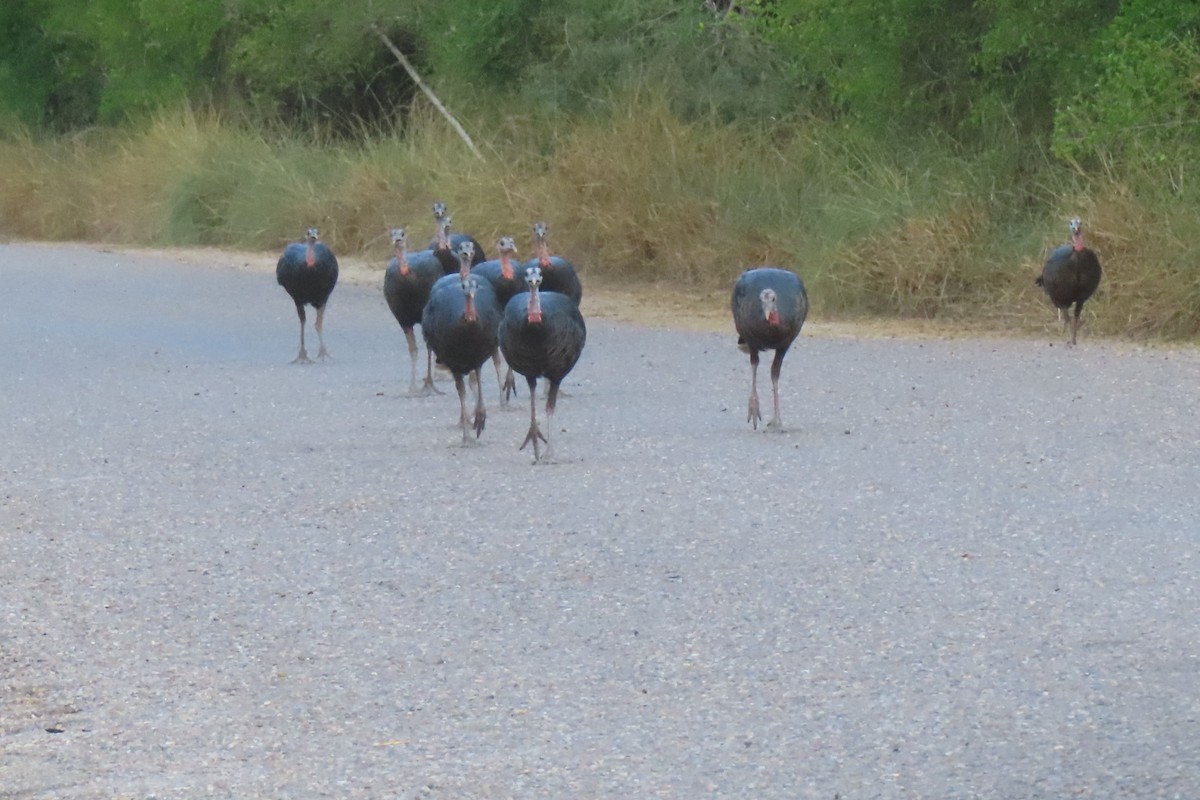 Wild Turkey - ML646088617