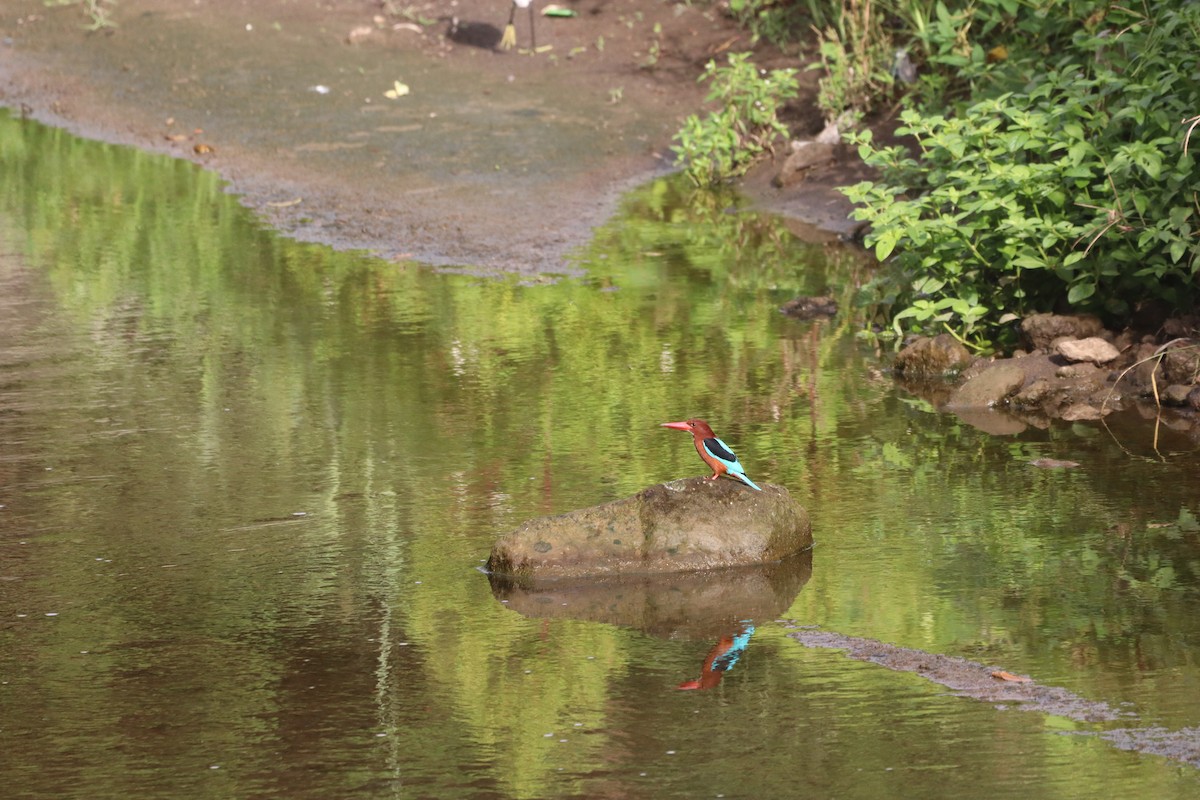 Brown-breasted Kingfisher - ML646088622