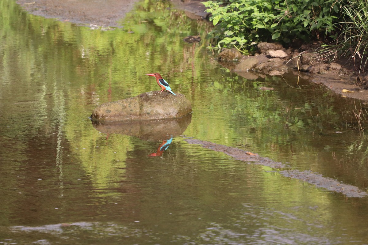 Brown-breasted Kingfisher - ML646088623