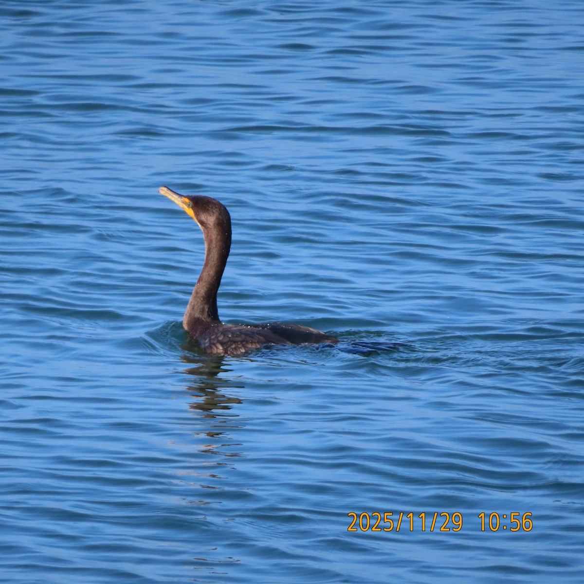 Double-crested Cormorant - ML646088627