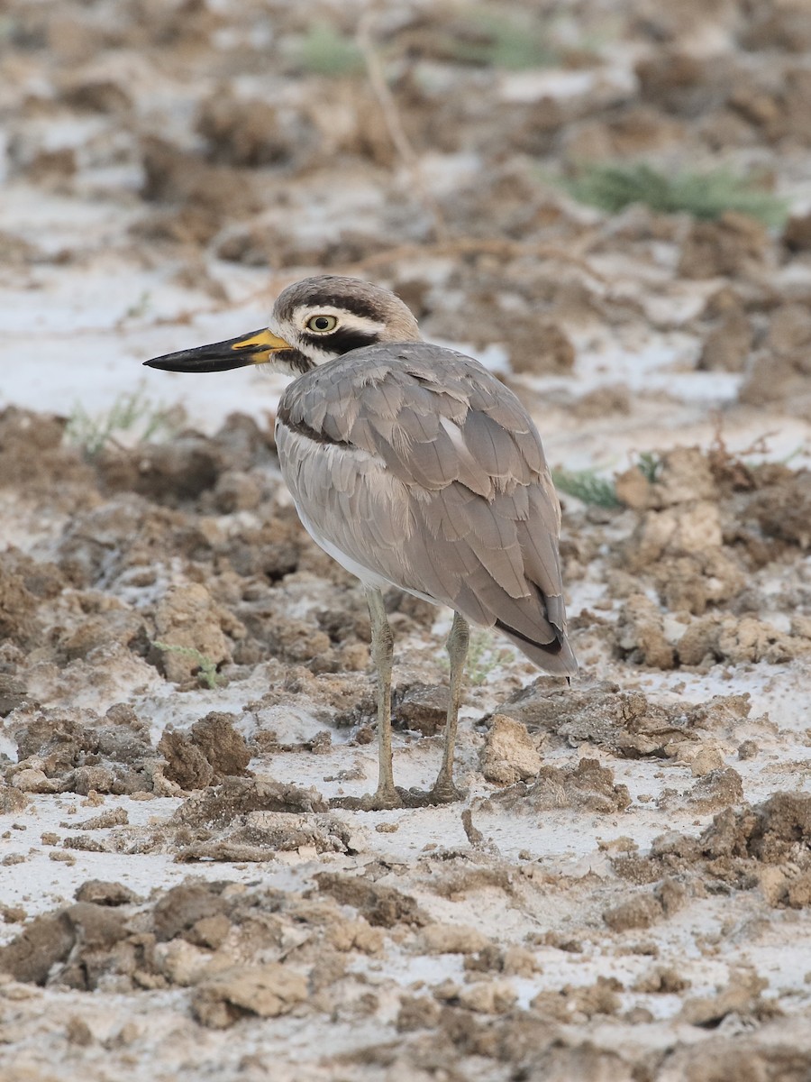 Krabbentriel - ML646088629