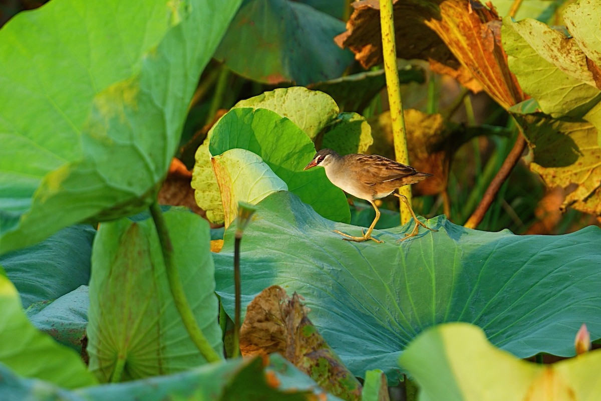 Polluela Cejiblanca - ML646088631