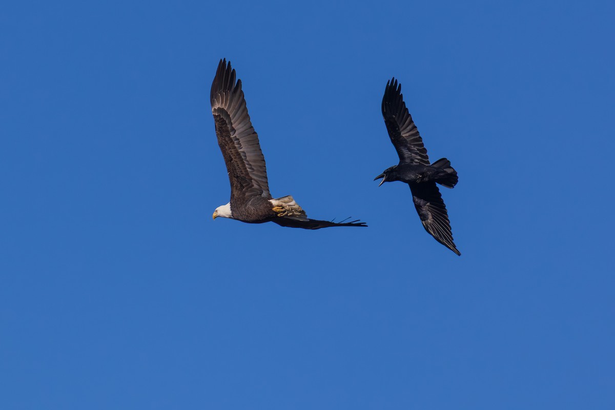 Bald Eagle - ML646088634