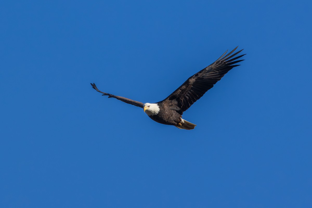 Bald Eagle - ML646088635