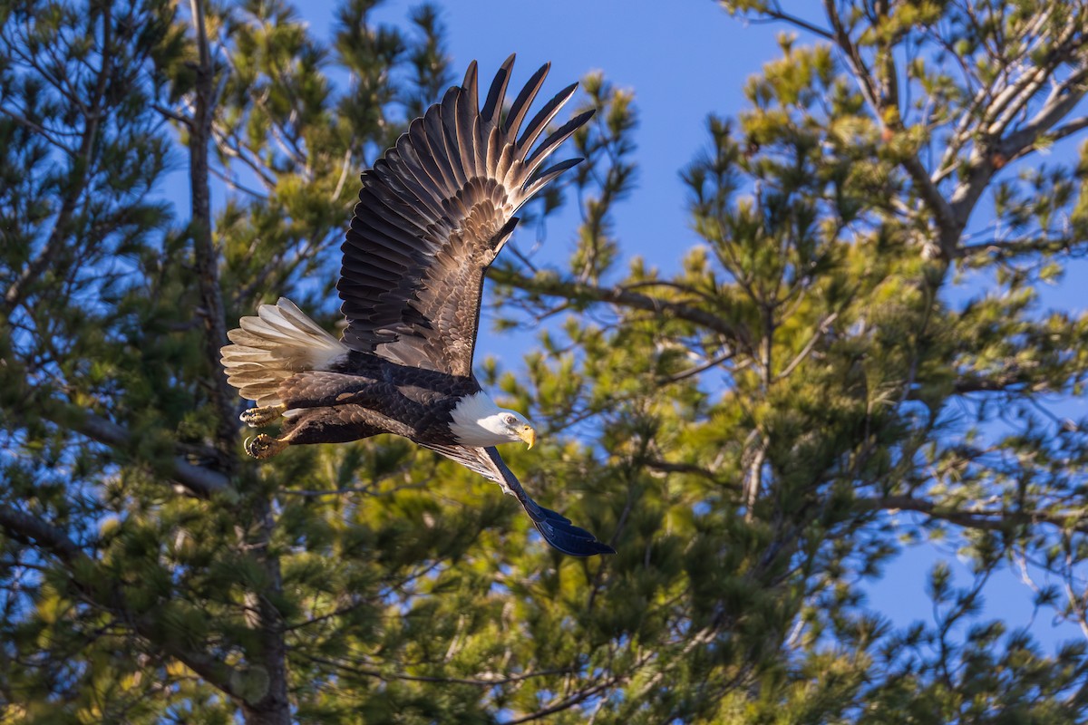 Bald Eagle - ML646088637