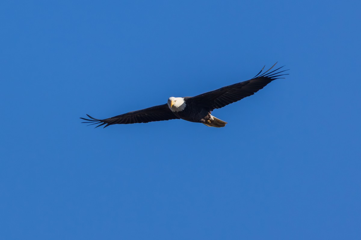 Bald Eagle - ML646088638