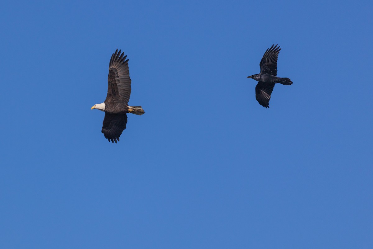 Bald Eagle - ML646088640