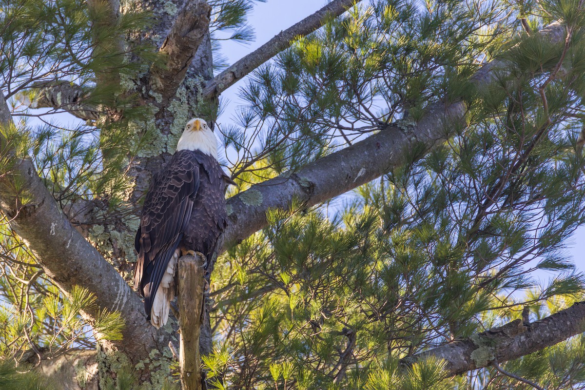 Bald Eagle - ML646088641