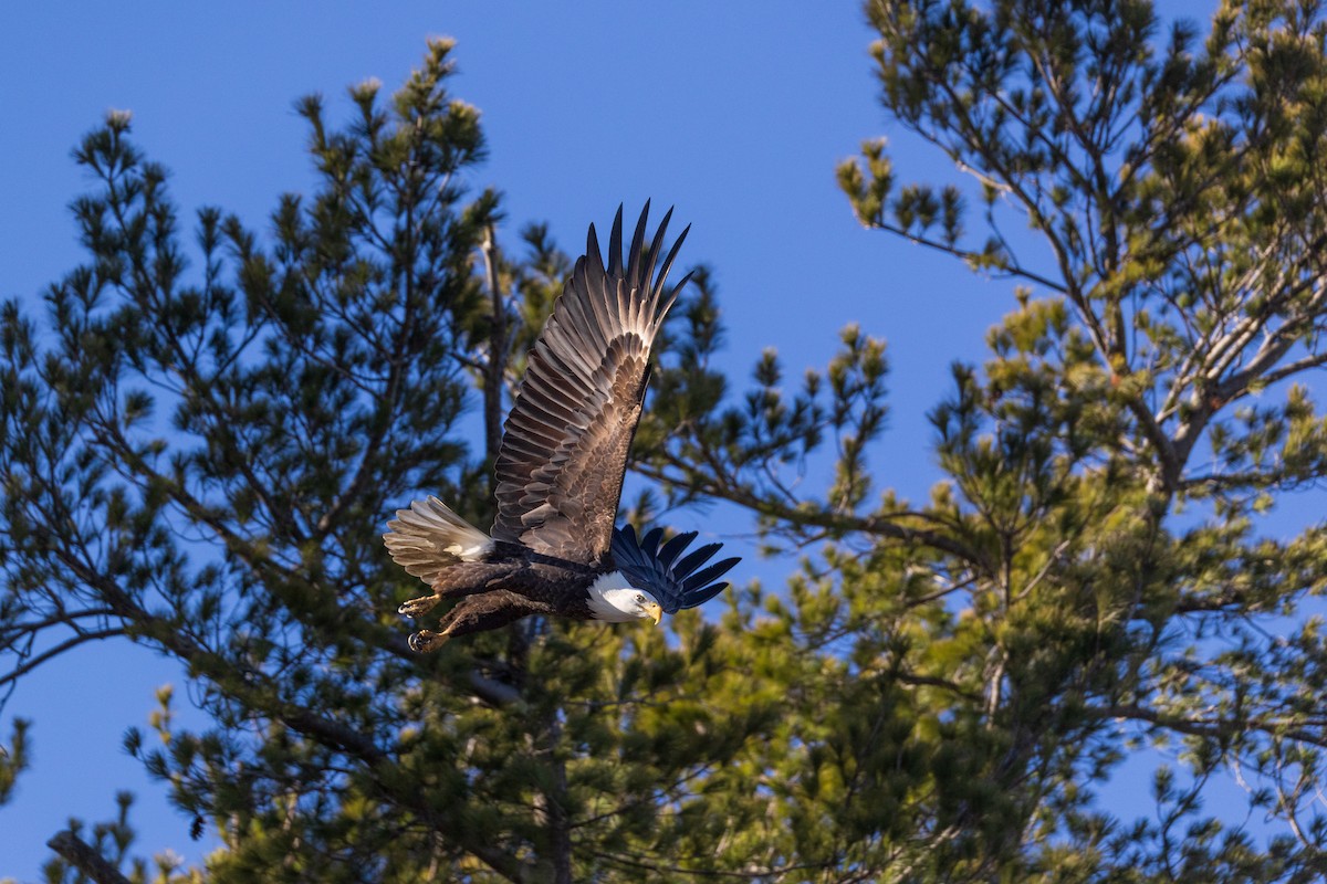 Bald Eagle - ML646088642