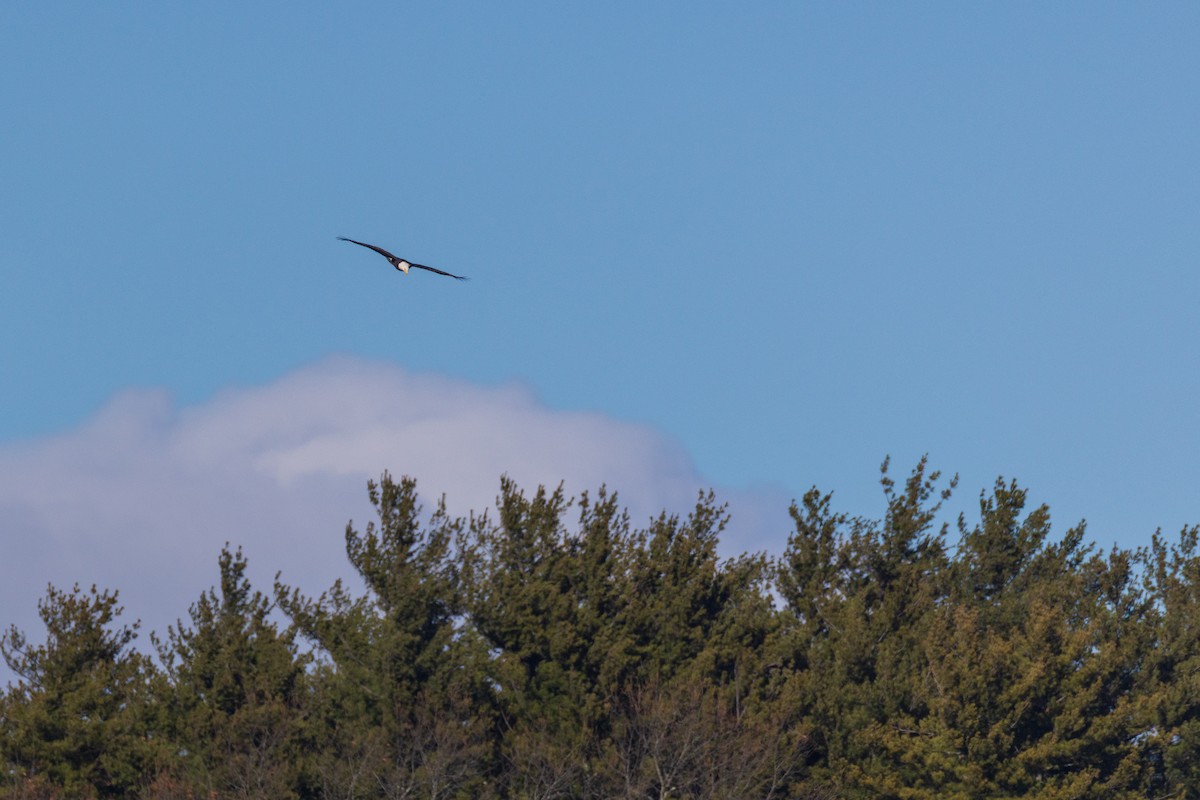 Bald Eagle - ML646088643