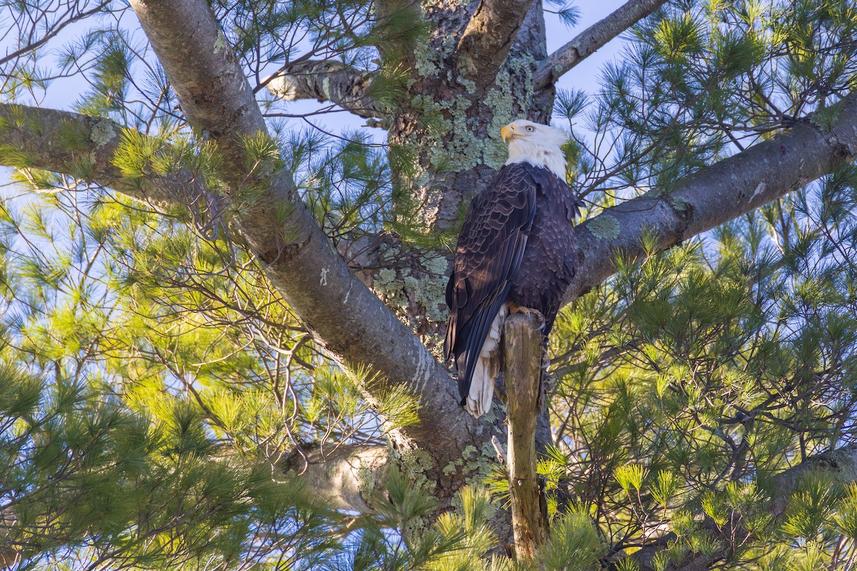 Bald Eagle - ML646088644