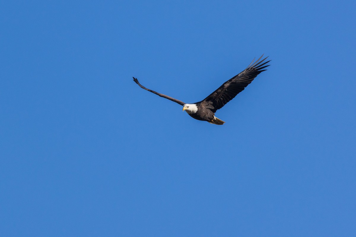 Bald Eagle - ML646088645