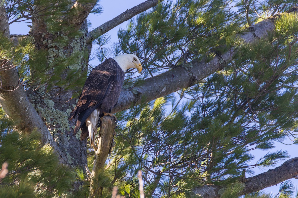 Bald Eagle - ML646088646