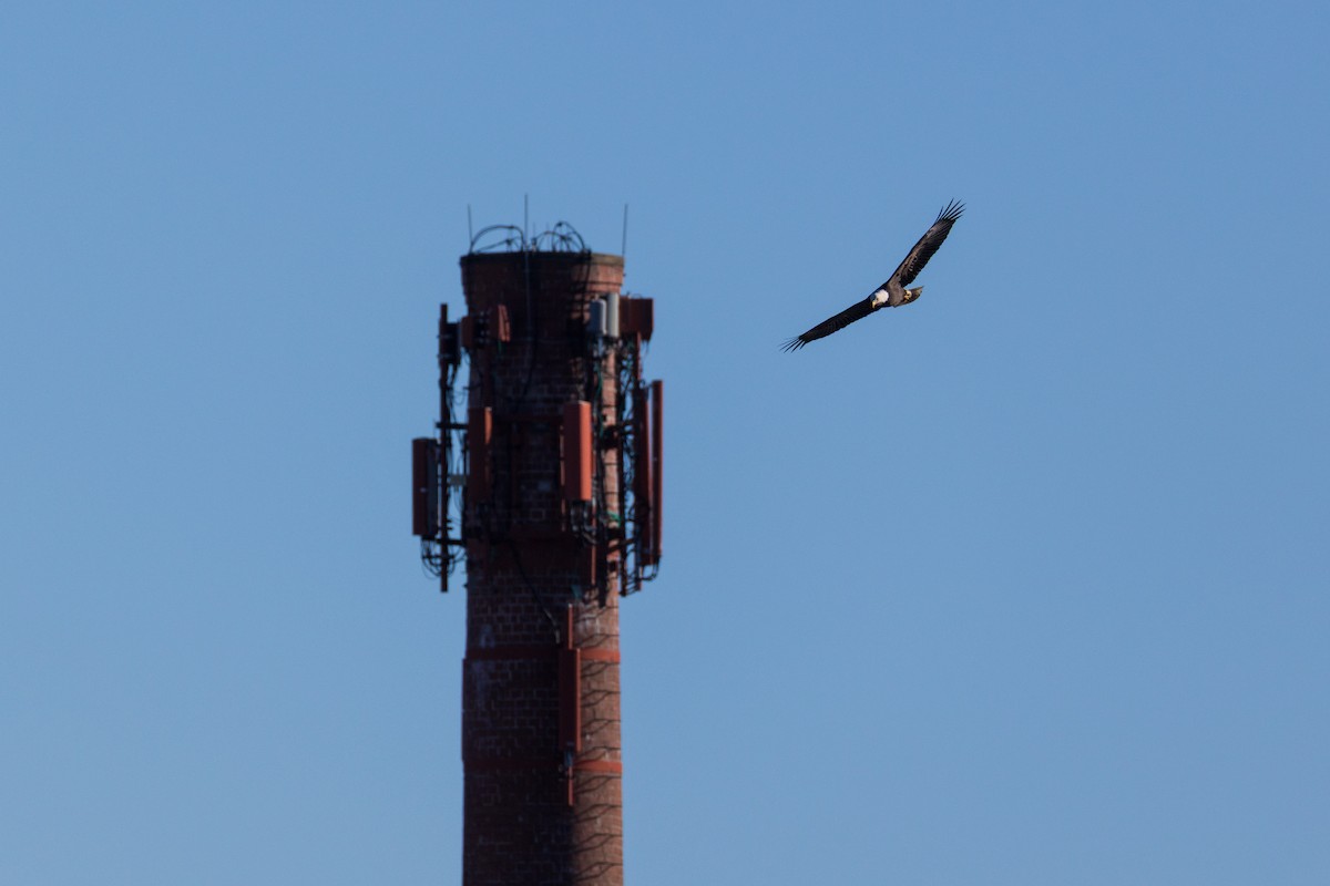Bald Eagle - ML646088647