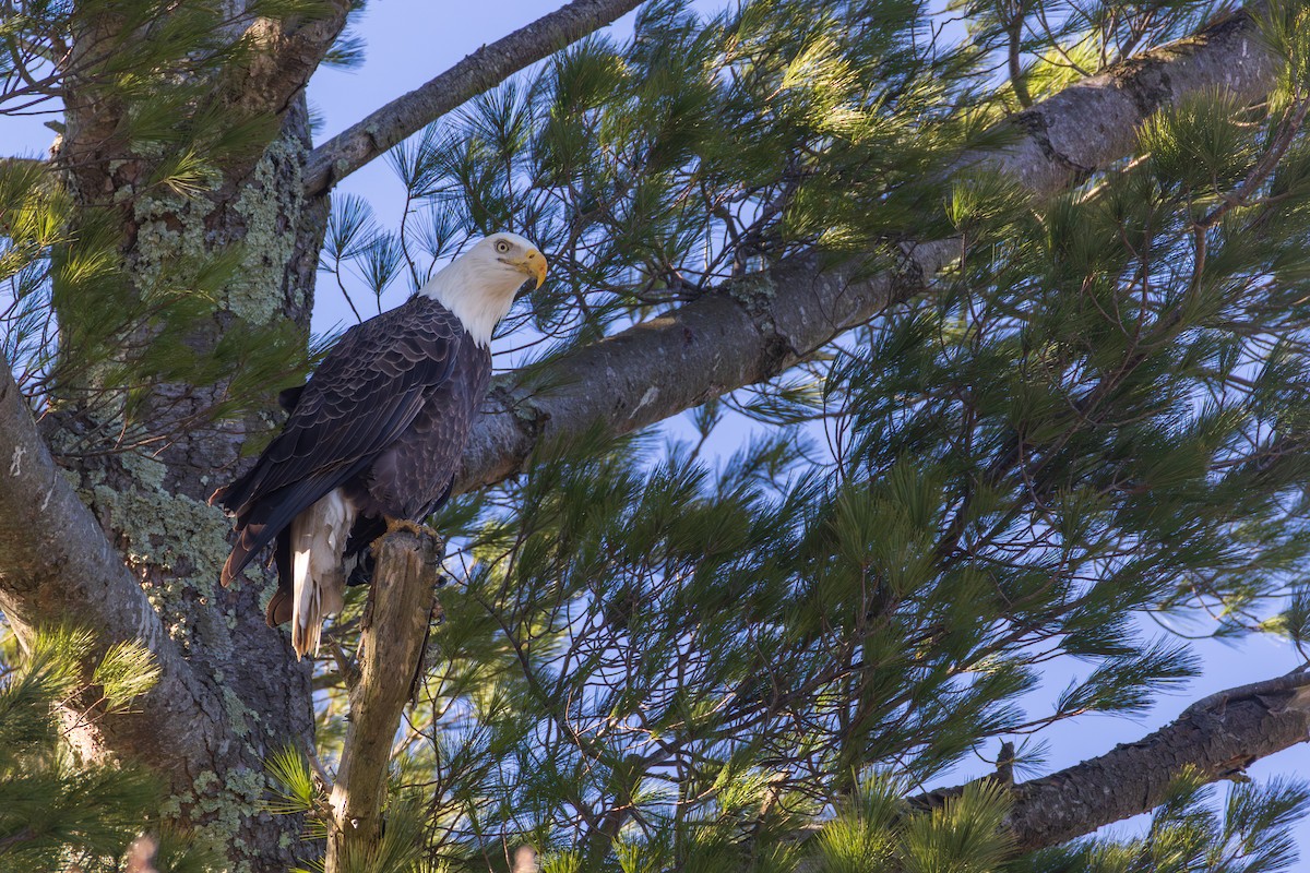 Bald Eagle - ML646088648
