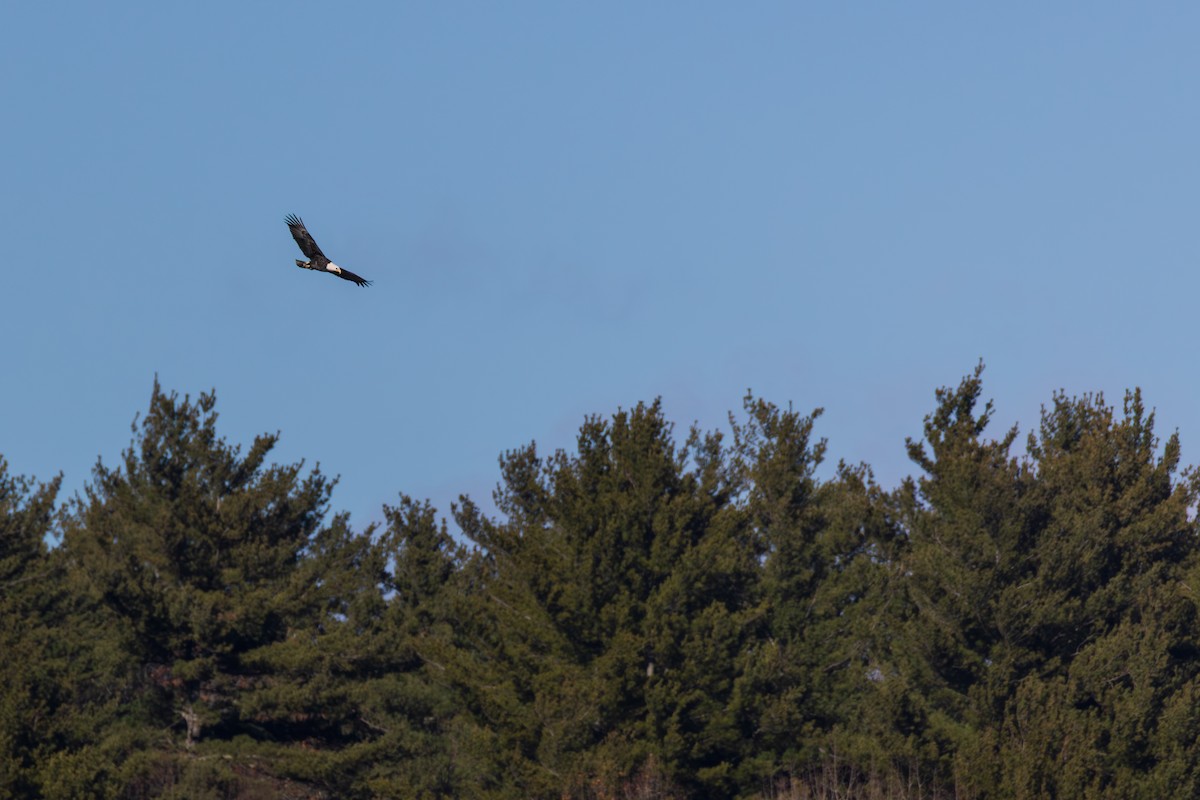 Bald Eagle - ML646088649