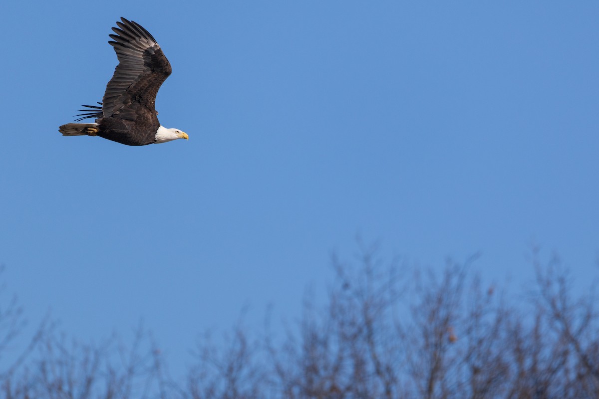 Bald Eagle - ML646088650