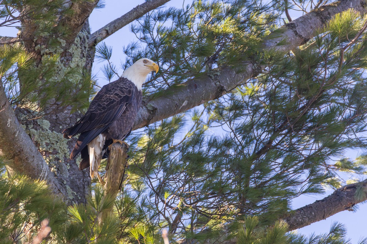 Bald Eagle - ML646088651