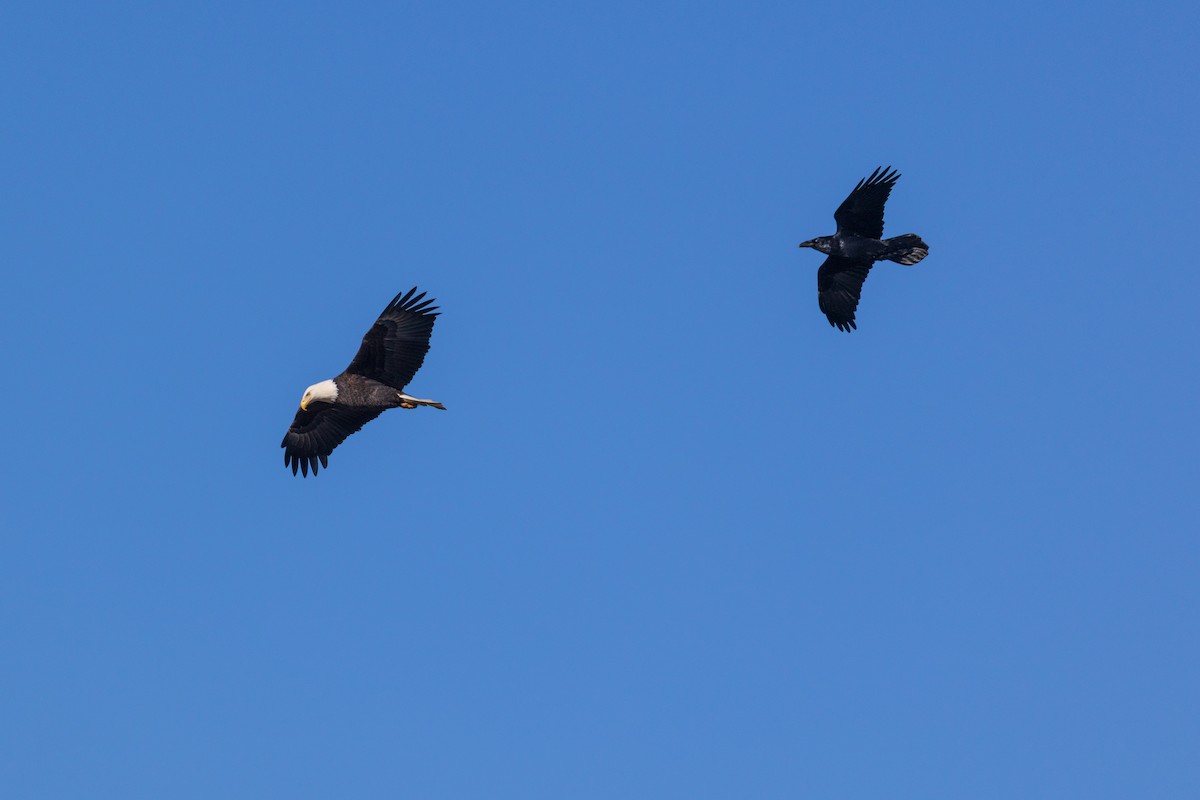 Bald Eagle - ML646088652