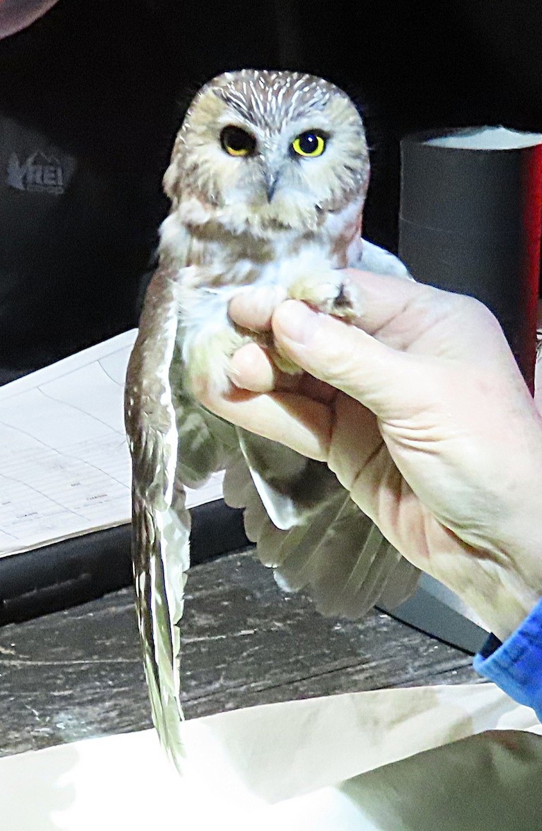 Northern Saw-whet Owl - ML646088654