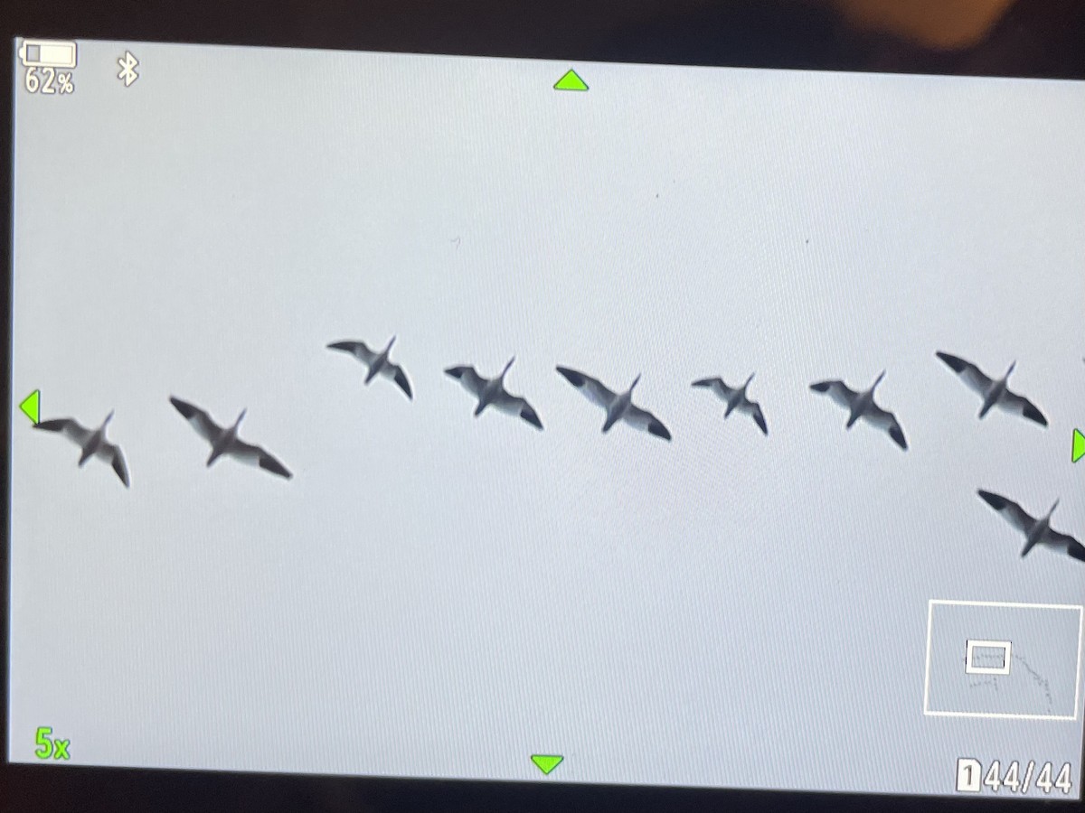 Ross's Goose - ML646088655