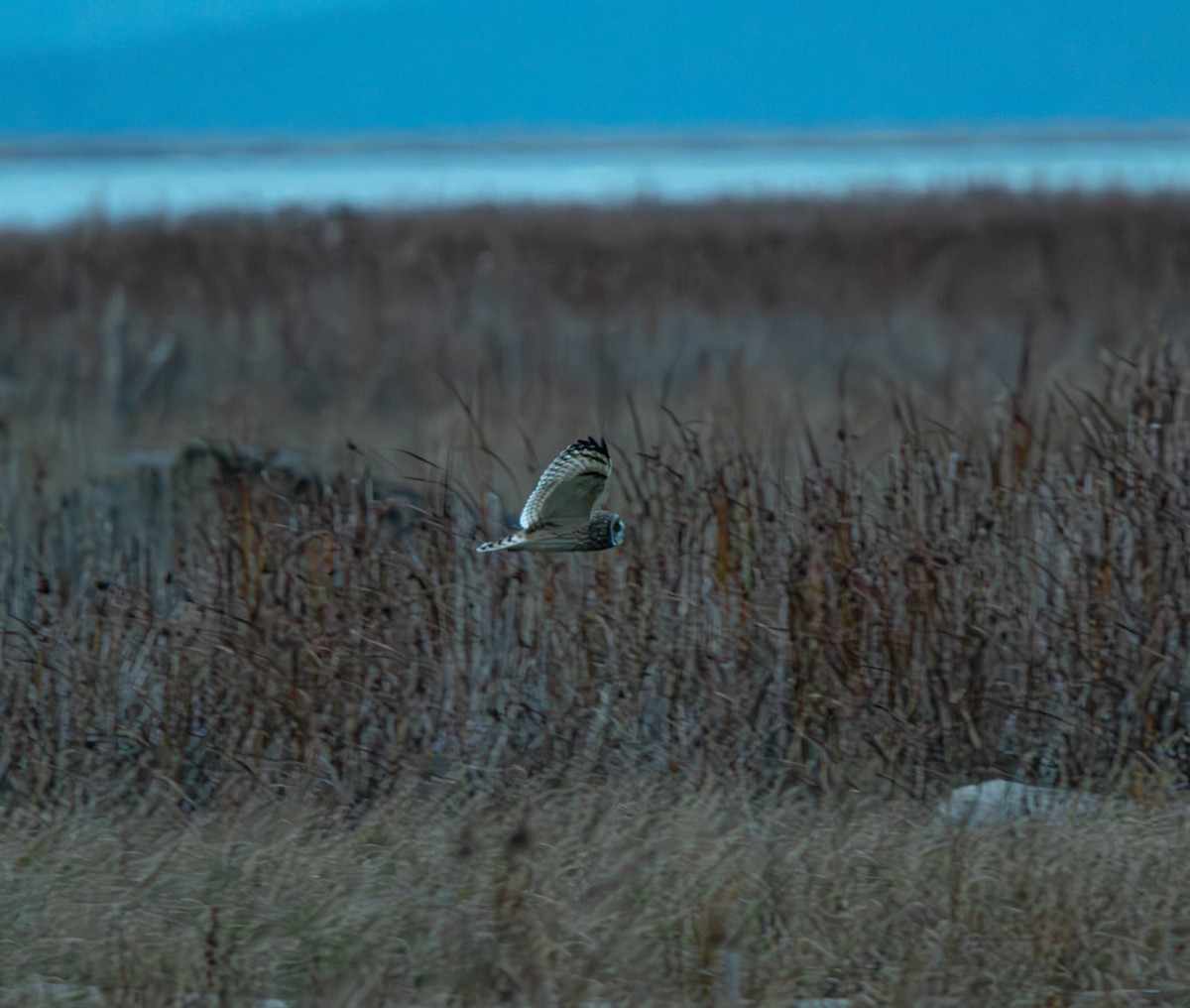 Zingira-hontza - ML646088664