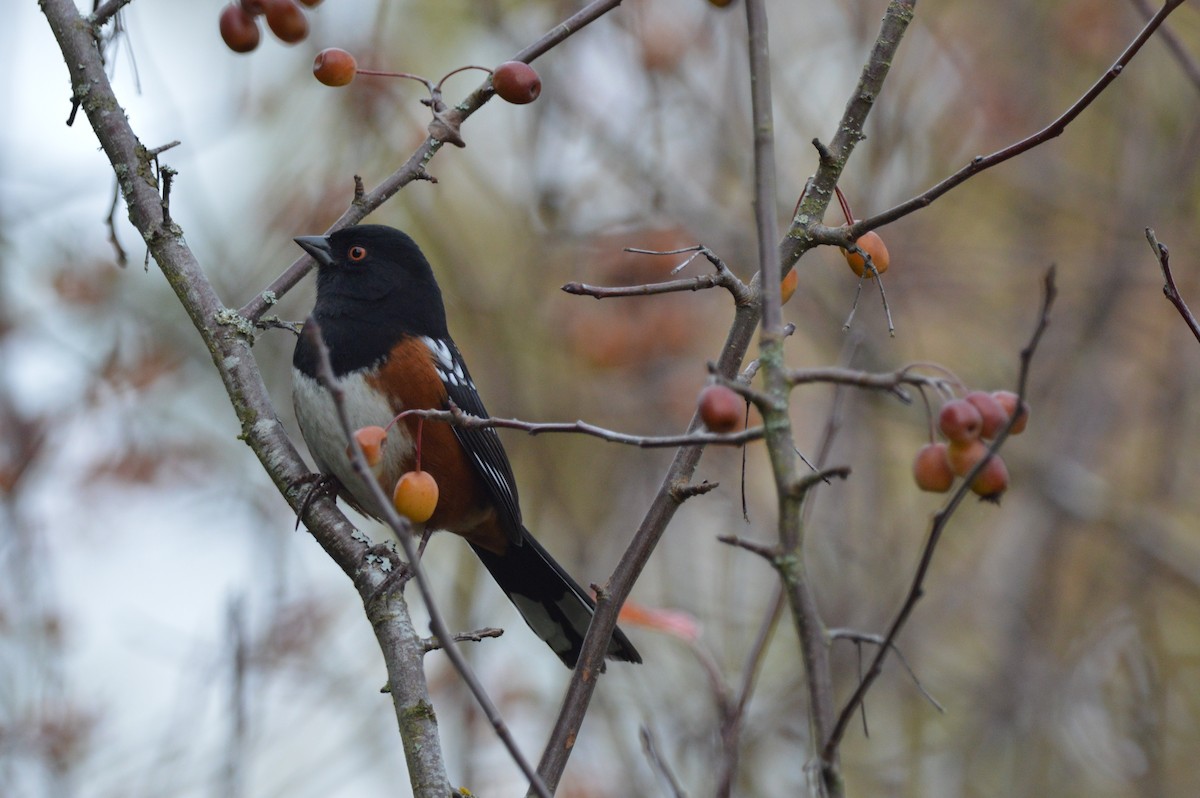 Spotted Towhee - ML646088677