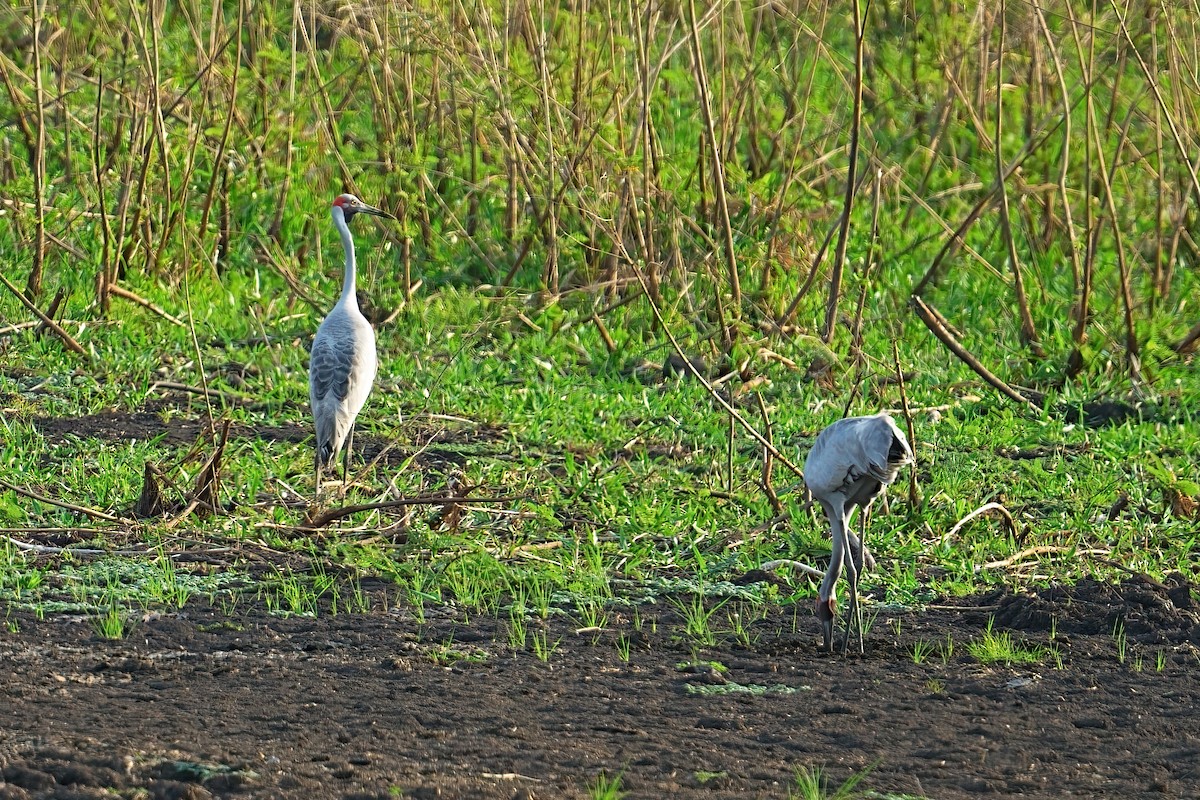 Brolga - ML646088684