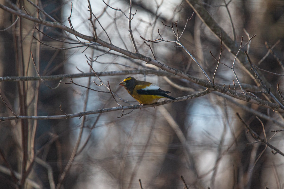 Evening Grosbeak - ML646088685