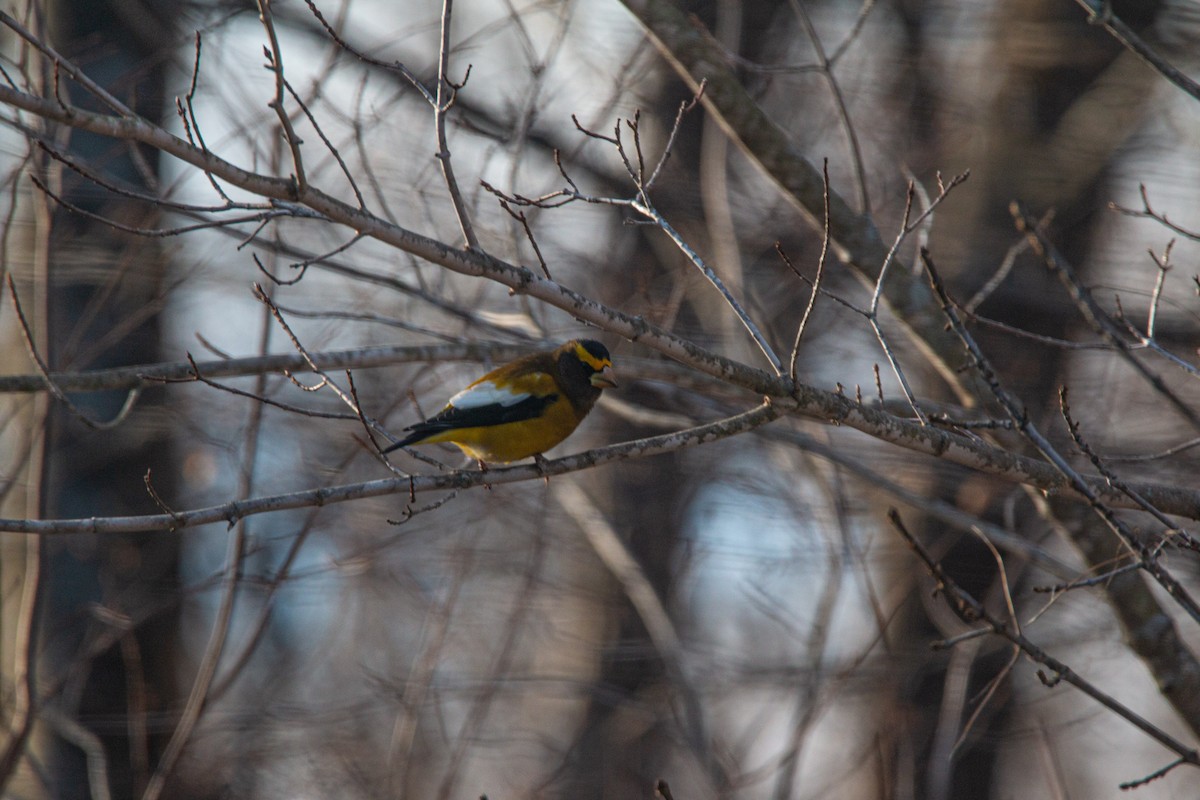 Evening Grosbeak - ML646088686