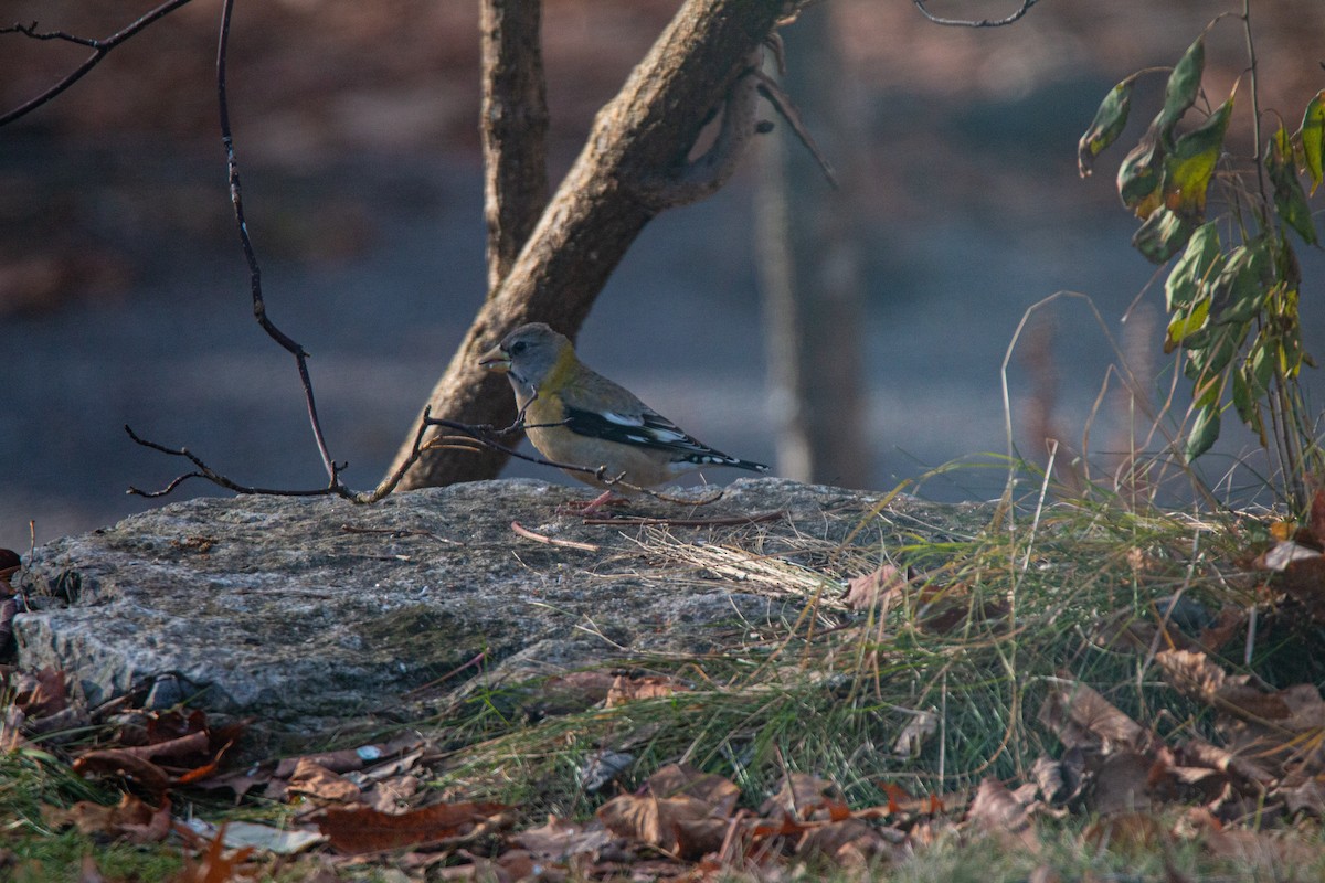 Evening Grosbeak - ML646088687