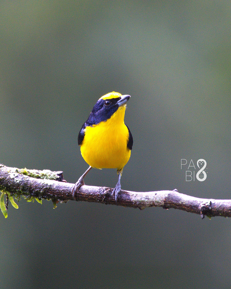 Thick-billed Euphonia - ML646088690