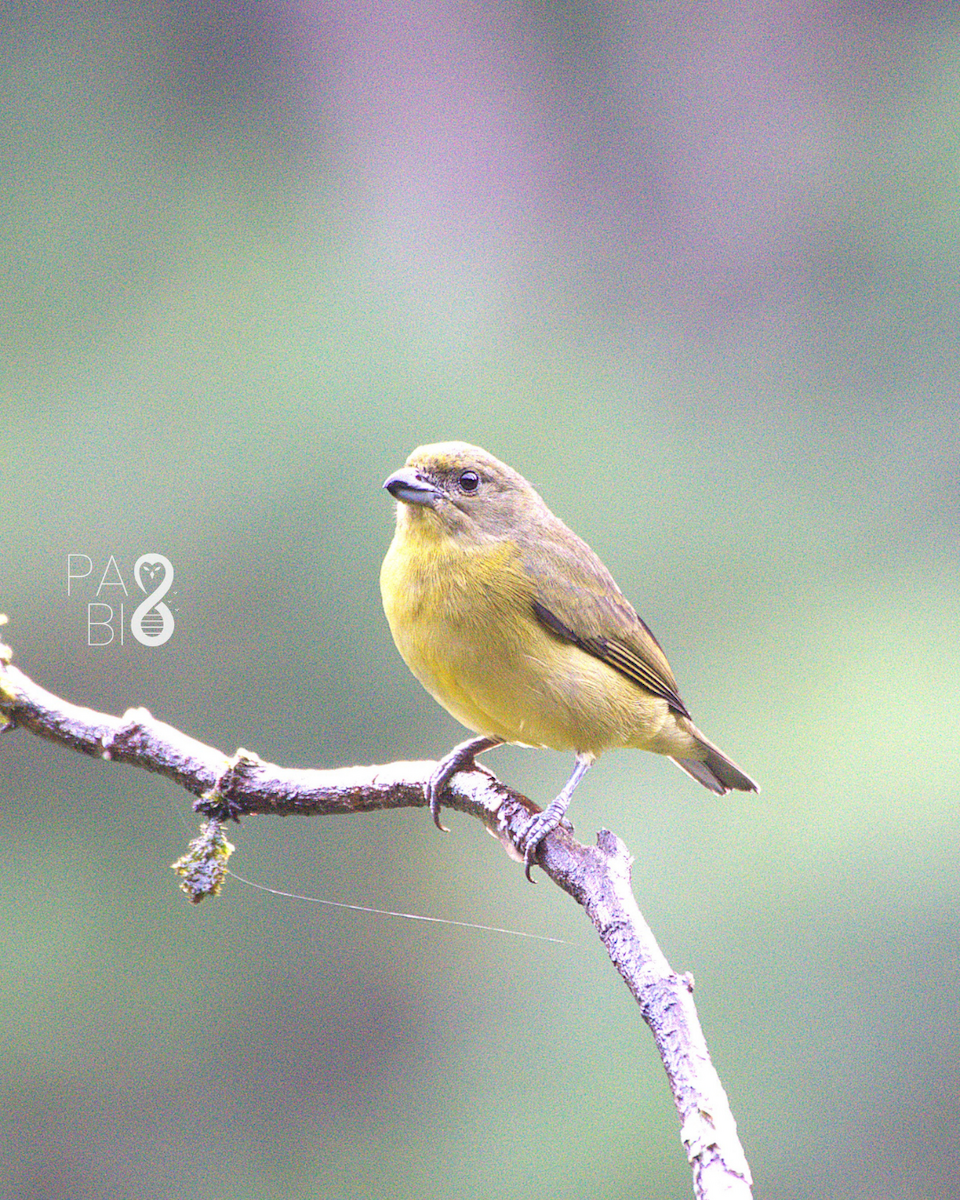 Thick-billed Euphonia - ML646088691