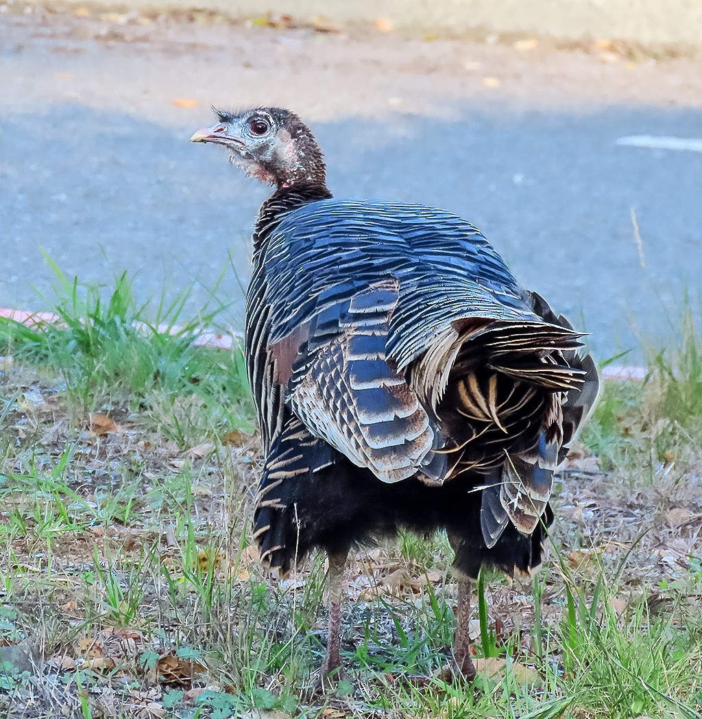 Wild Turkey - ML646088710