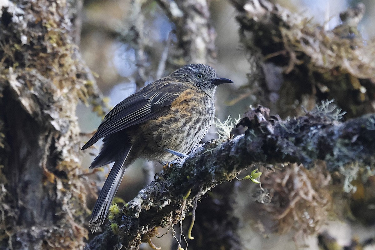 Rufous-backed Honeyeater - ML646088712