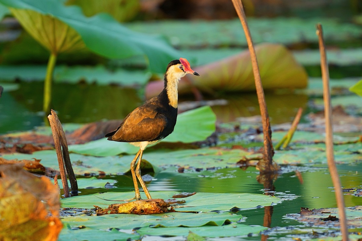 Comb-crested Jacana - ML646088723