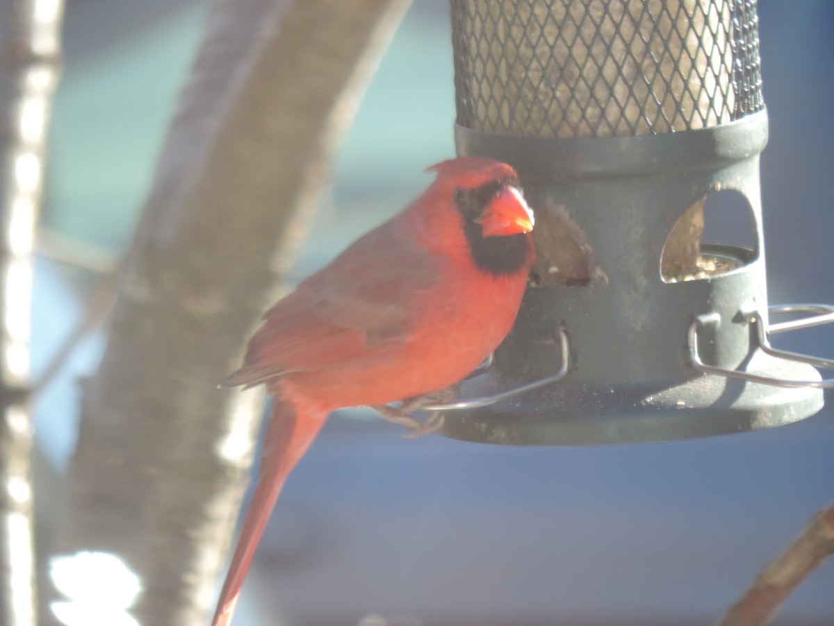 Cardinal rouge - ML646088725