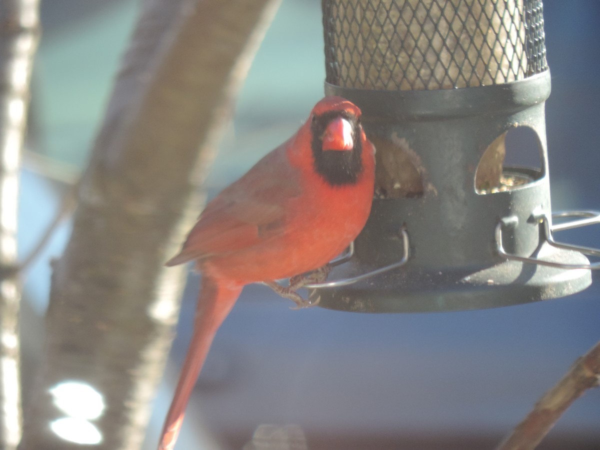 Cardinal rouge - ML646088726