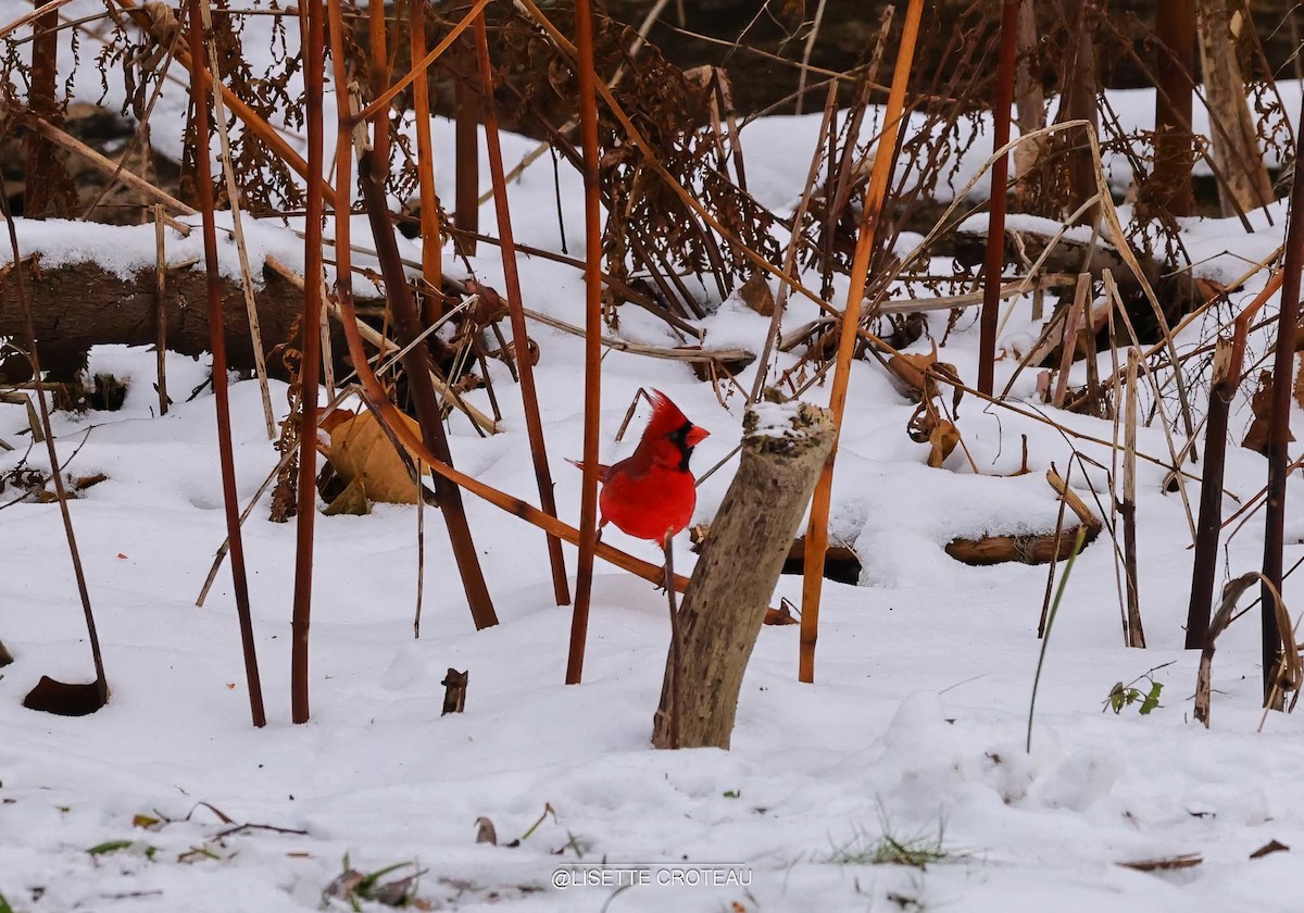 Cardinal rouge - ML646088727