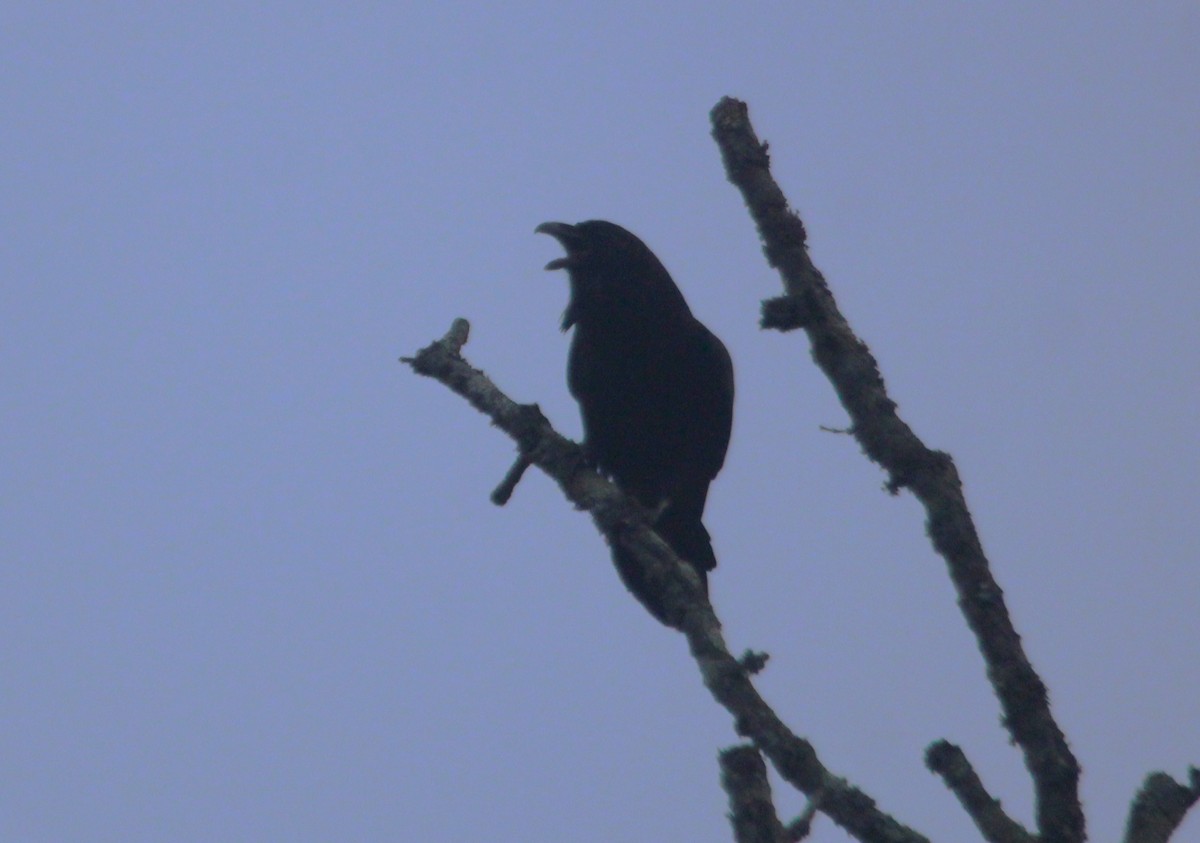 Erroi handia - ML646088732