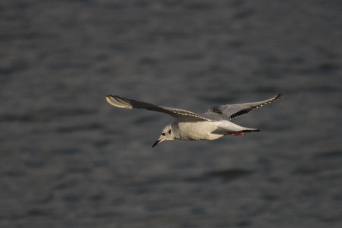 Bonaparte's Gull - ML646088733