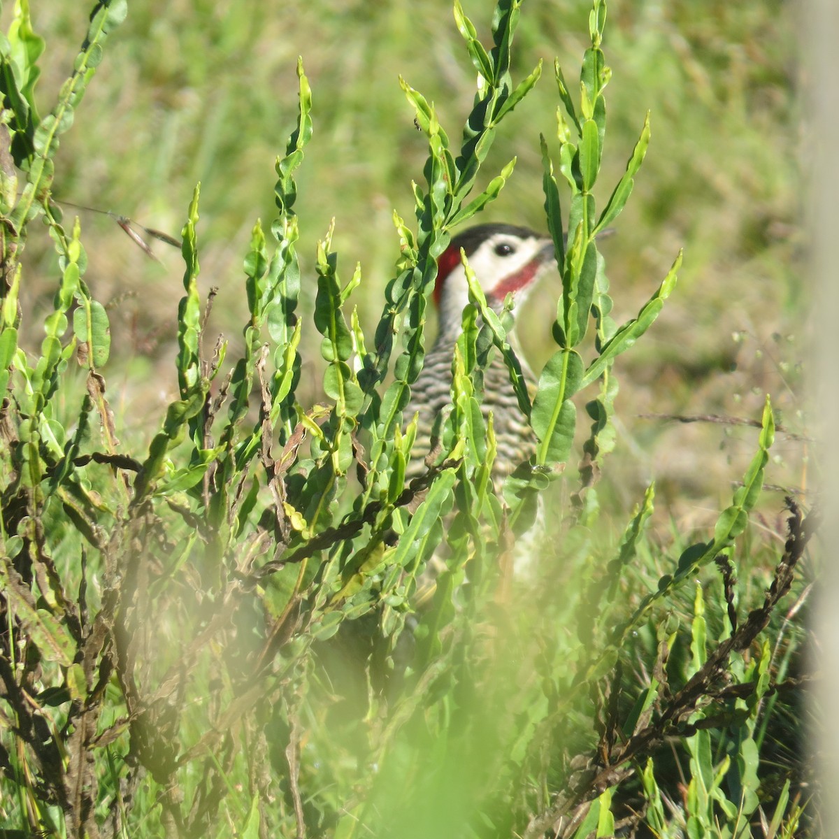 Grünbindenspecht - ML646088738