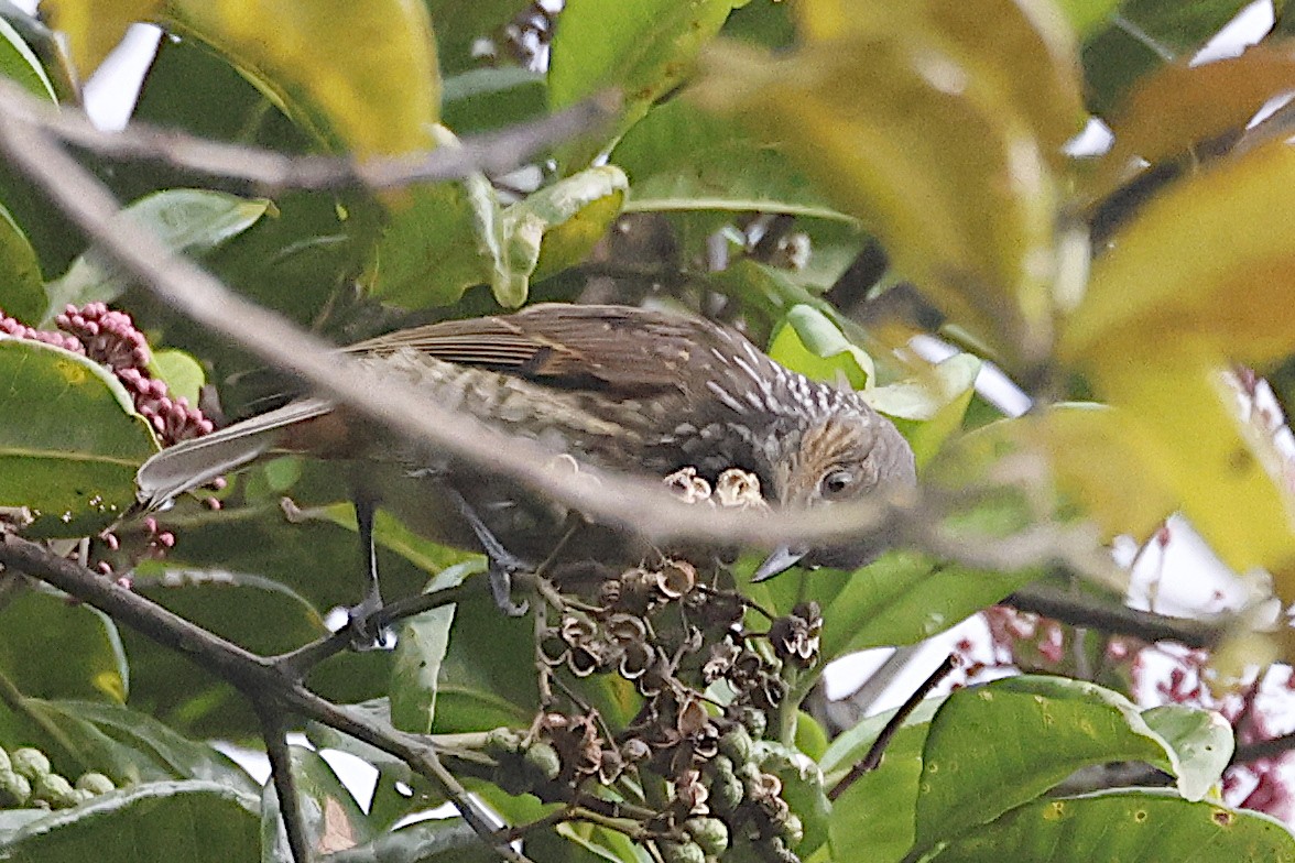 vatreplystrer - ML646088739