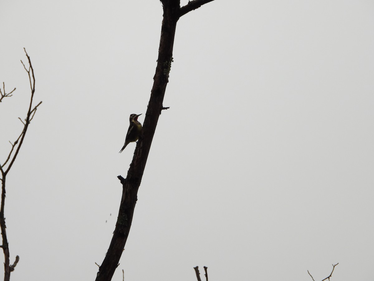 Yellow-bellied Sapsucker - ML646088744