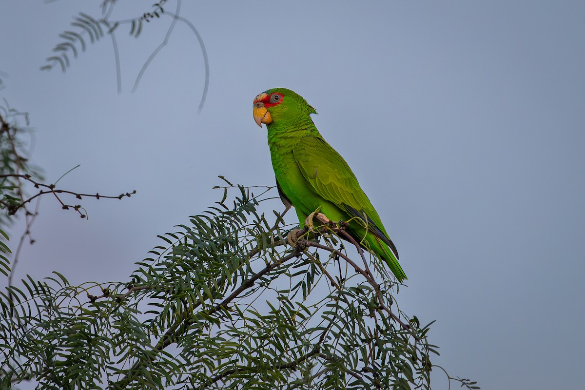 White-fronted Amazon - ML646088747